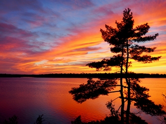 Tree Aflame 330 x 247.jpg