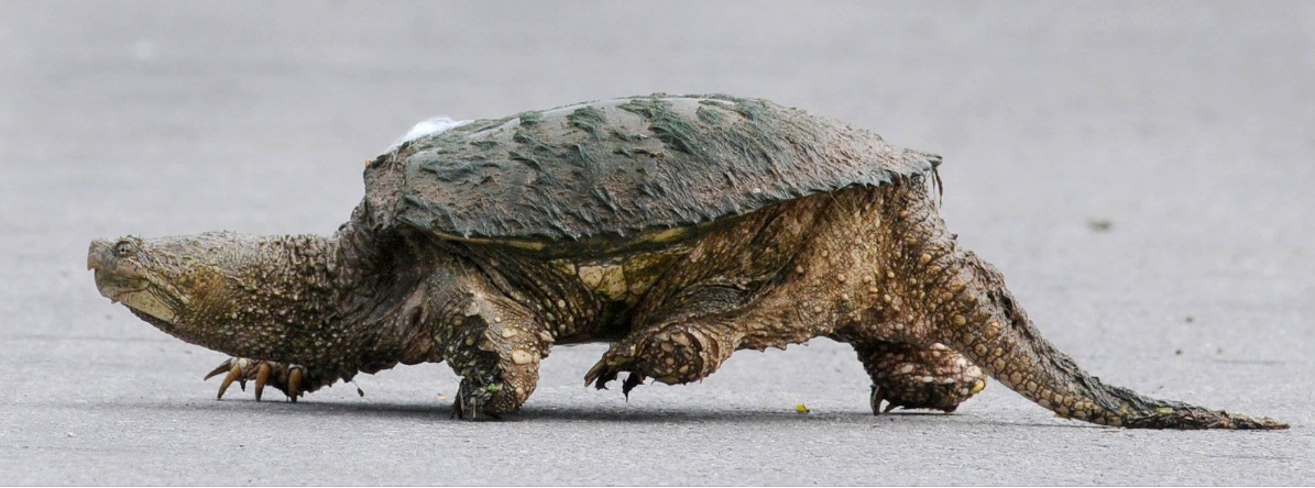 TURTLES ARE ON THE MOVE.jpg