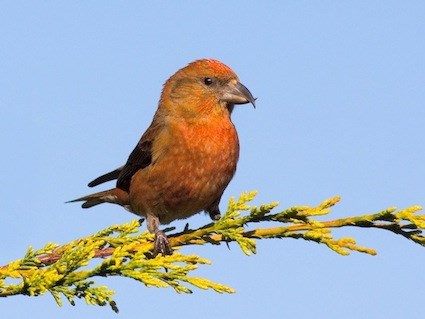 Red Crossbill_Ken Hook_2.jpg
