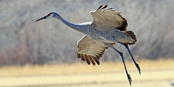 SANDHILL CRANE_1.jpg