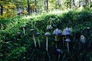 110. Mushroom magic (Janelle Hudgin)