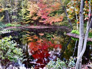 At the Pond-Hughes Landing Road (Judith Coulter)