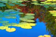 17. Lilypads in Sun  (Judith Coulter)