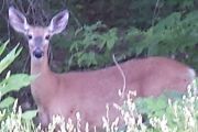 83. Jacques Bay Rd. Deer (Penny Wall)