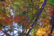 112. Wilderness Reflections 3 (Judith Coulter)