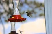 36. Hummingbird in Flight (Amanda)