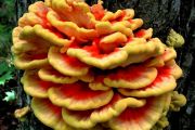 65. Chicken of the Woods 1 (Joanne Volpe)