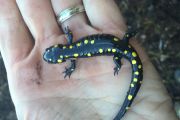 78. Yellow-Spotted Salamander (Joel Arthurs)