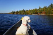 118. The Last Canoe Ride (Dave Collins)