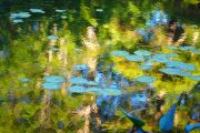 26. Skootamatta Monet ;) (Judith Coulter)