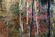 15. Swamp Reflections 1 (Judith Coulter)