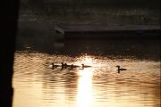 Loons in bay (Thilo Brass)