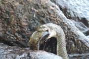 24. Fish and Snake (Paul and Renee Salden)