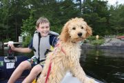 23. A boy takes the pup for a first tour (L. Cole)