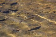 8. Time for a swim (Jason Field)