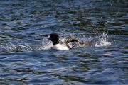 148. Playing in the Water (Jason Field)