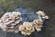 1. Bouquet of Mushrooms (Joel Arthurs)