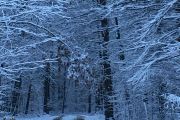 21. 'First Snow'