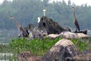 herons-at-skootamatta.jpg
