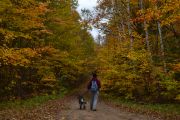 32. Fall walks (Leila Riddell)