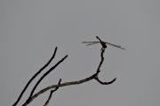 54. Dragonfly (Bob Perin)