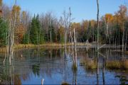 2nd Prize - Autumn At The Swamp (Judy Coulter)