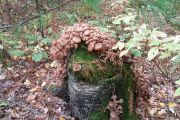 77. Mushroom carpet (Penny Wall)