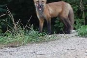 82. Baby fox (Penny Wall)
