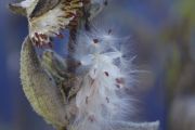 Milkweed (Judith Coulter)