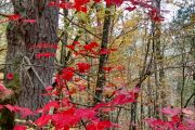 91. A Dash of Crimson (John Redden)