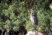 139. Great Blue Heron (Adam Schiefer)