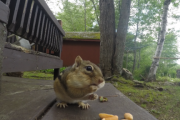 68.  'Just Nuts'