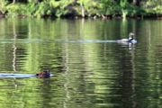 IMG_2806N.jpg