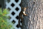 14. Chipper the Chipmunk (Laurie Piskun)
