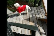 32. Canada Day Moxie (Rosemary Teed)