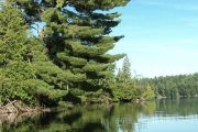 Majestic pine upper lake skootamatta (Joanne Volpe)
