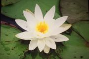 85. Lily Pad Flower - Loon Nest Lane (Megan Gibson)