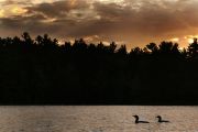 31. OUR EVENING SWIM (Don Bailey)