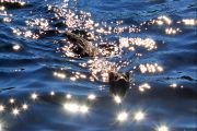 A Mink Came to Visit (Sue Miller)