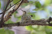 35. Nesting (Amanda)