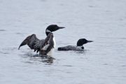 8. Loon Pair (Tyler Dearden)