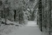 26. Boxing Day at The Cottage (Hilary Lee)