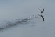 99. Take off! (Laurie Carson)