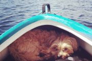 69. It's a Dog's Life (Alison Cote)