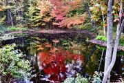 At the Pond-Hughes Landing Road (Judith Coulter)