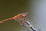 84. Dragonfly Connection (Eric Taylor)