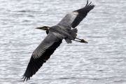 IN FLIGHT 330 x 210.jpg