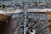 107. Turquoise Dragonfly (Dave Collins)