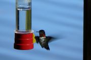 63. Hummingbird (Kathy)