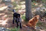Buddies - Sisko and Casey (Sandra Clark)